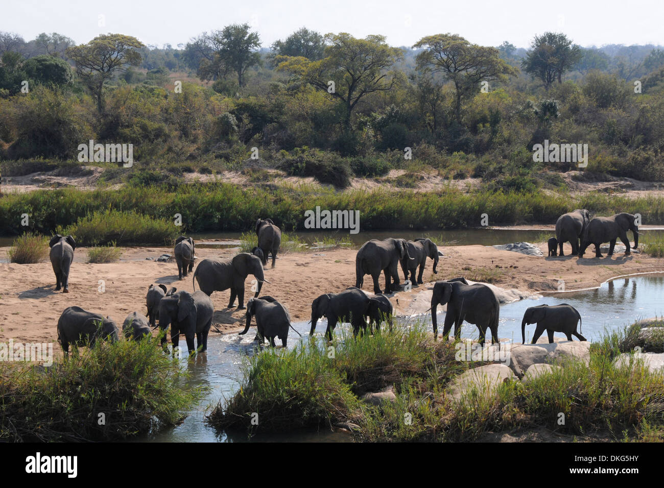 Allevamento di elefante africano (Loxodonta africana Africana) Sabi Sand Game Reserve, Sud Africa Foto Stock