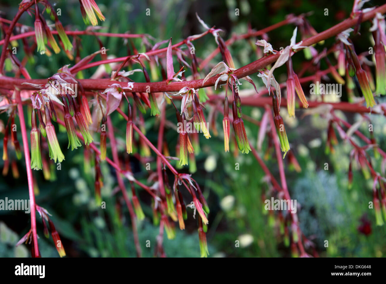 Giglio messicano, messicano False Red Yucca, Amole, Sisi, Beschorneria yuccoides, agavaceae. Syn. Beschorneria superba. Foto Stock