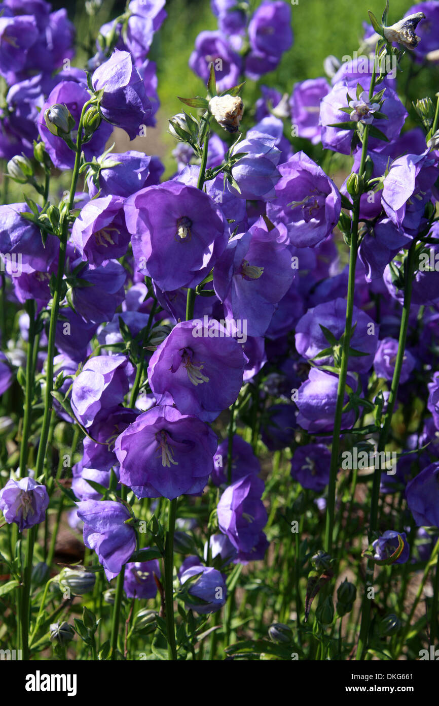 Peach-lasciarono la campanula, Campanula persicifolia "Azure bellezza', Campanulaceae. In comune delle Alpi e di altre montagne in Europa. Foto Stock