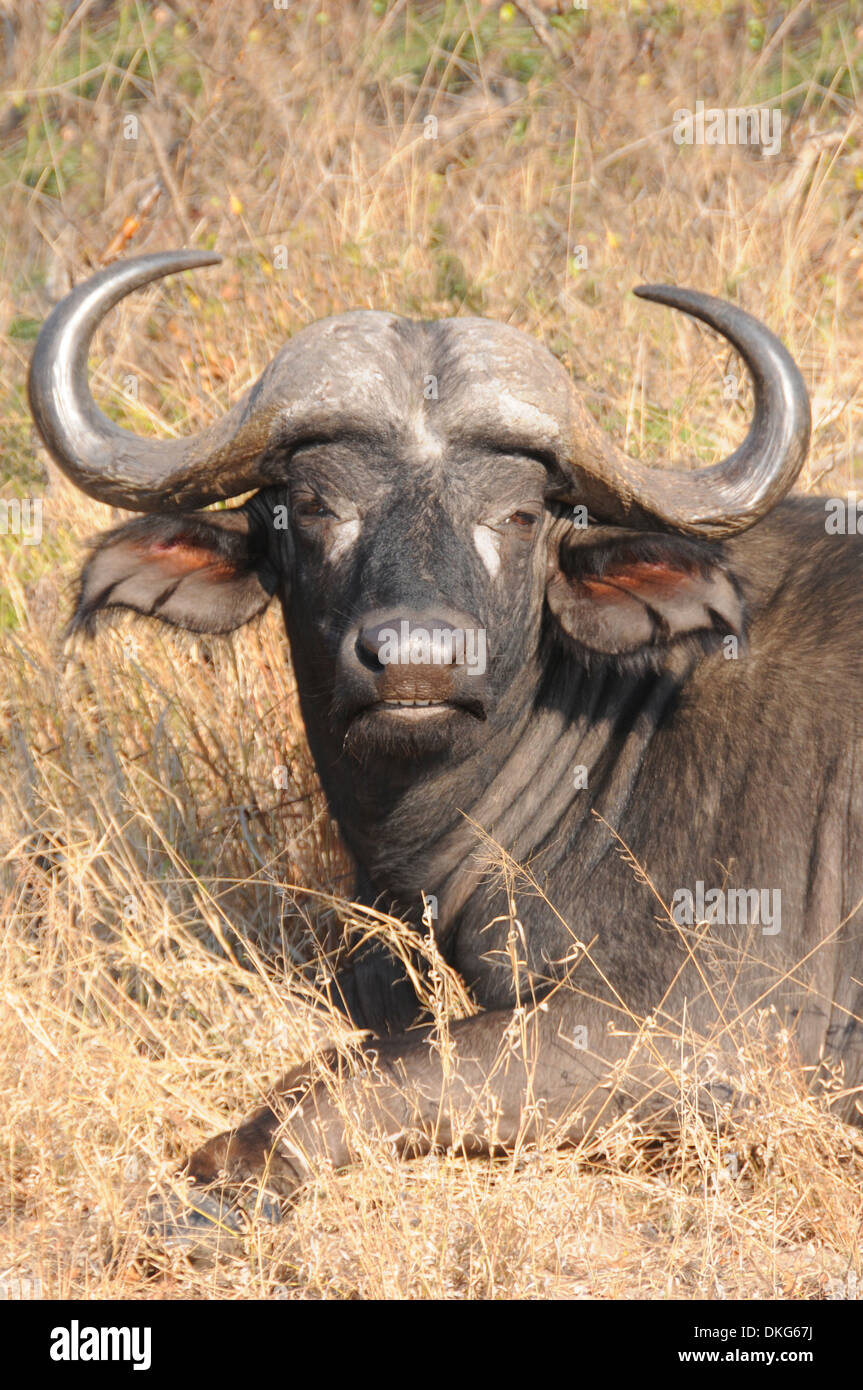 African Buffalo (Syncerus caffer) Sabi Sand Game Reserve, Sud Africa Foto Stock