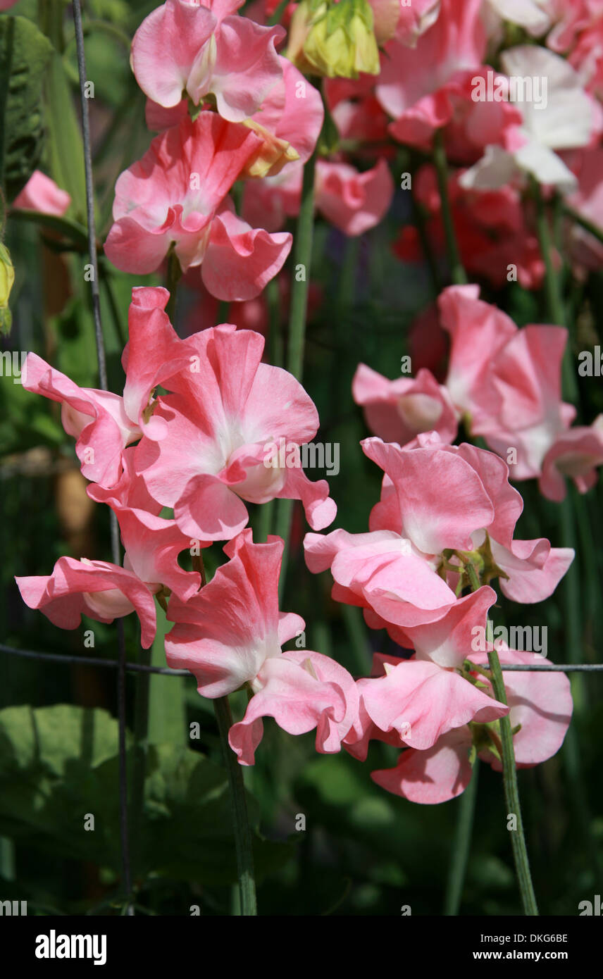 Piselli dolci, Lathyrus odoratus, Fabaceae. Esperimenti di impianto a Royal Horticultural giardini, Wisley, Woking, Surrey. Foto Stock