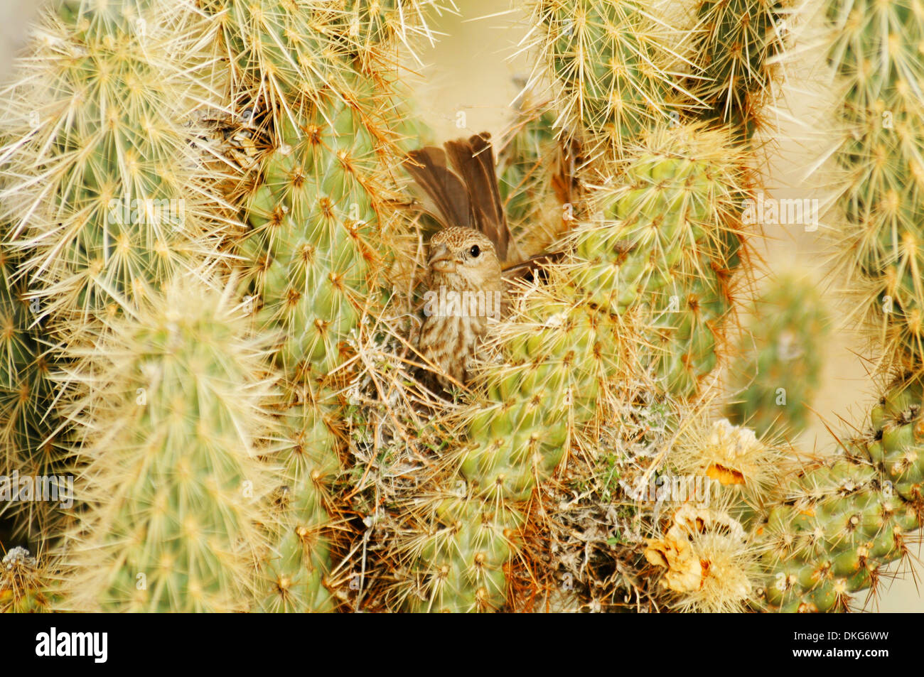 House Finch, femmina, carpodacus mexicanus Foto Stock