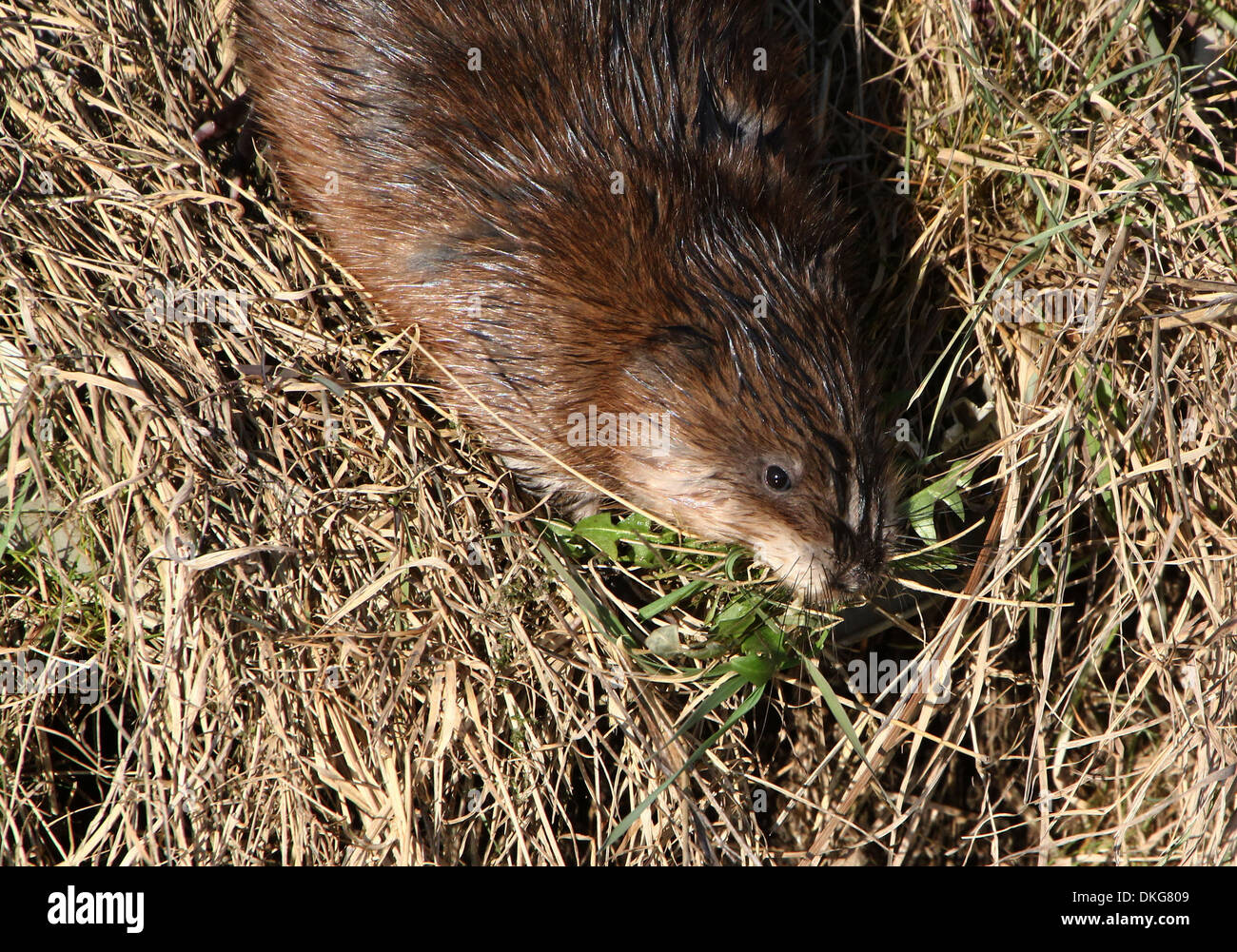 Close-up di un topo muschiato (Ondatra zibethicus) camminando sulla terra con il boccone di erba e foglie Foto Stock