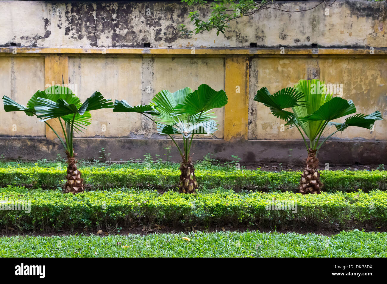 Piante in giardino, Mausoleo di Ho Chi Minh, Hanoi, Vietnam Asia Foto Stock