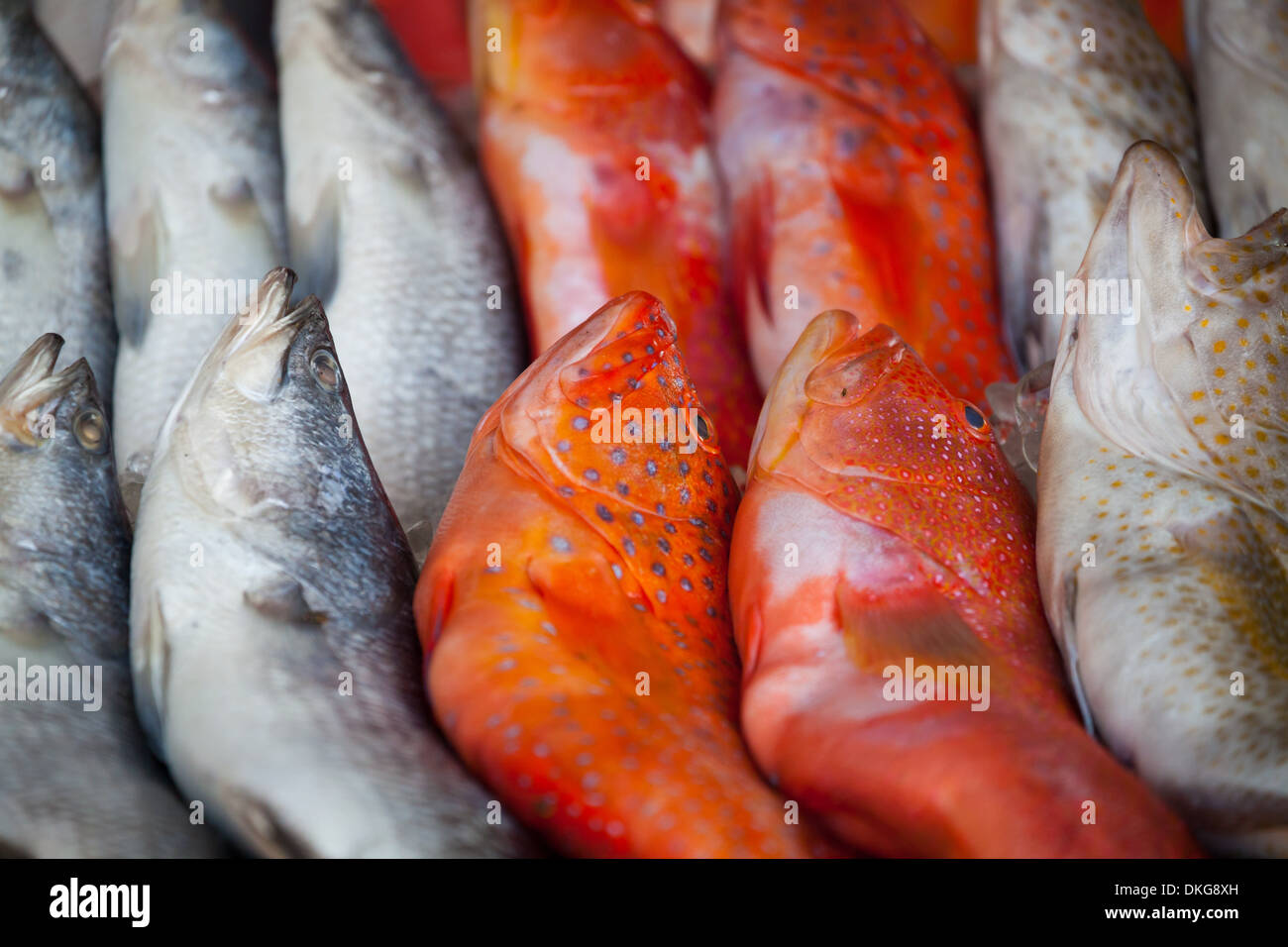 Pesci su un mercato, Phuket, Thailandia, Asia Foto Stock