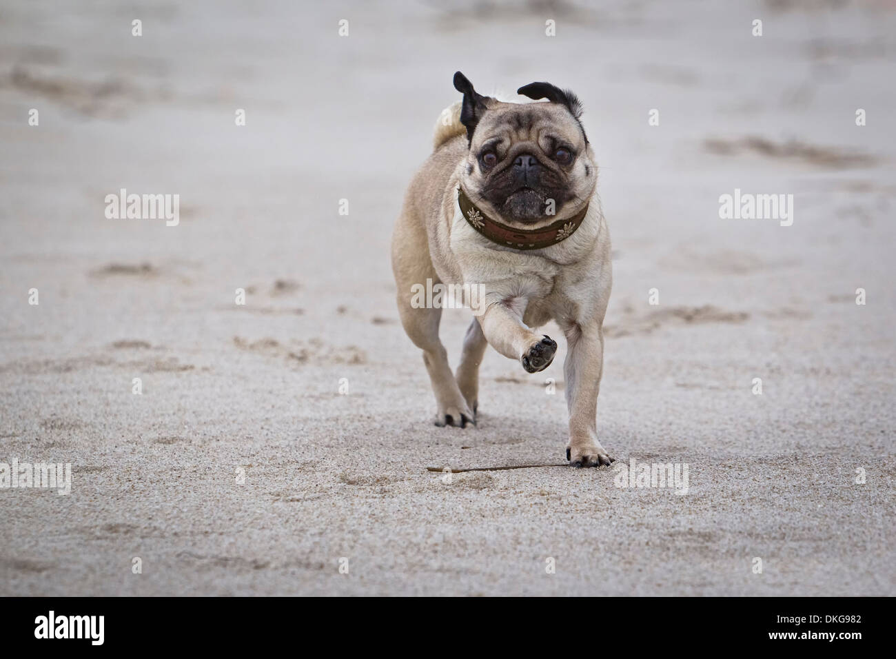 Pug cane che corre in spiaggia, Sylt, Schleswig-Holstein, Germania, Europa Foto Stock