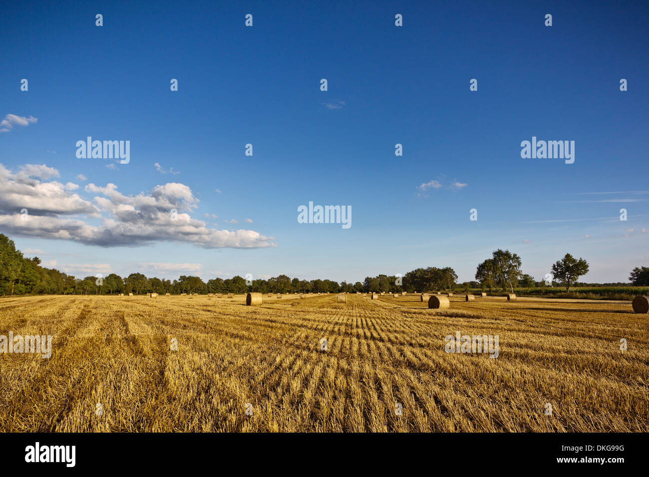 Campo di stoppie, Kaltenkirchen, Schleswig-Holstein, Germania, Europa Foto Stock