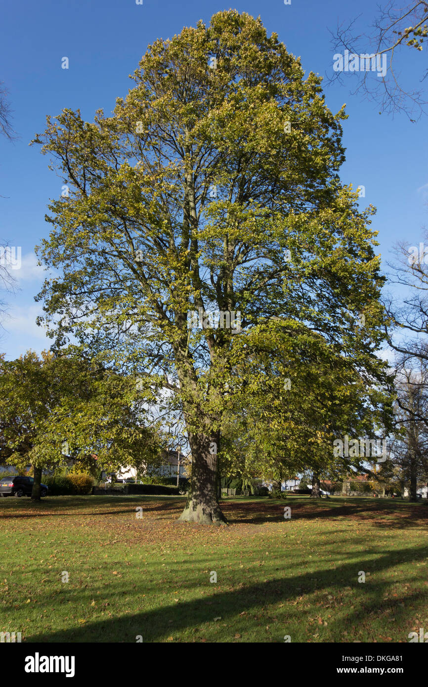 Una coppia inglese Olmo Ulmus procera su un villaggio verde in Co. Durham Regno Unito Inghilterra Foto Stock