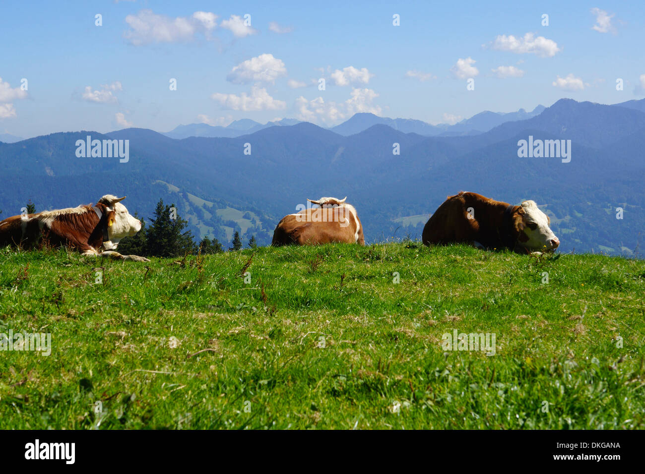 Vacche su pascoli, blomberg, Bad Tolz, Baviera, Germania Foto Stock