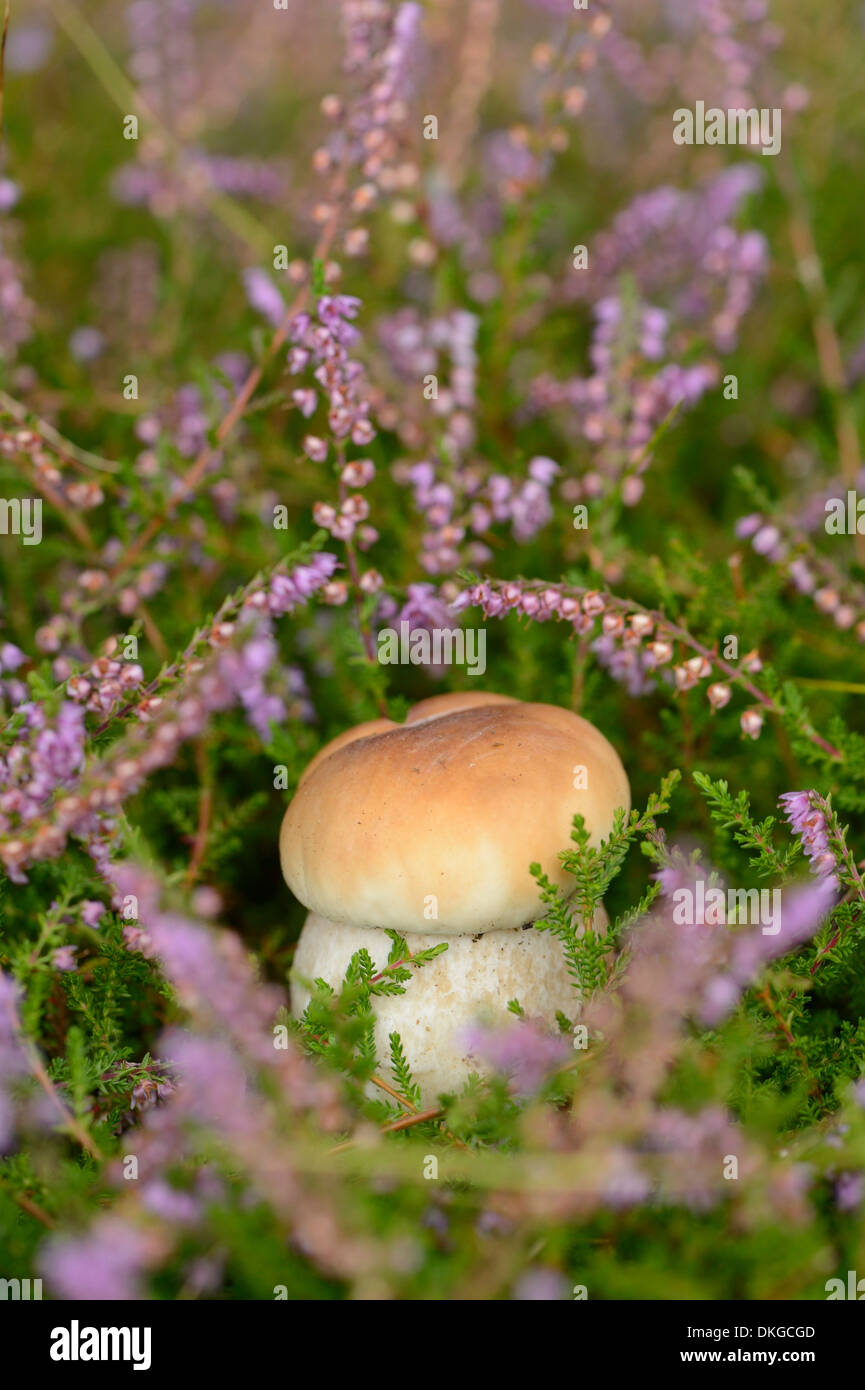 Close-up di un centesimo bun (Boletus edulis) in una foresta Foto Stock