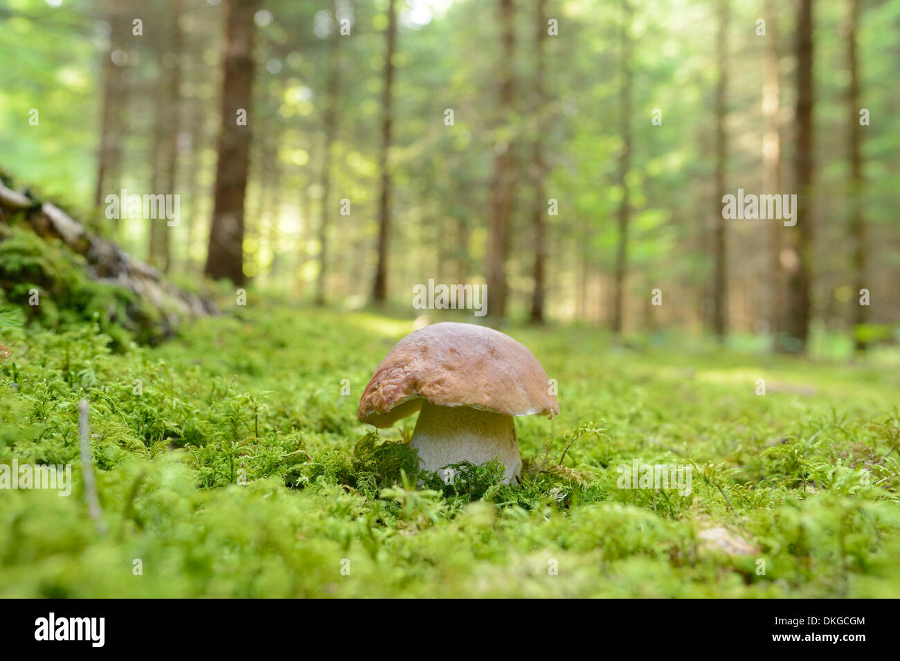 Close-up di un centesimo bun (Boletus edulis) in una foresta Foto Stock