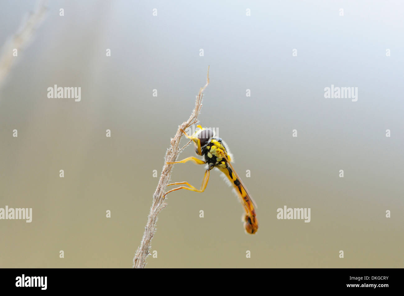 Close-up di un Hoverfly (Syrphidae) in corrispondenza di una levetta di erba Foto Stock