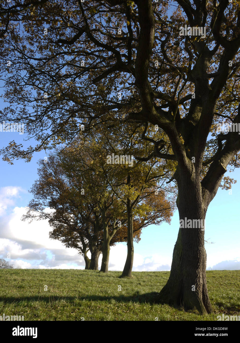 Alberini di quercia allineati in un campo, Cheshire Regno Unito Foto Stock