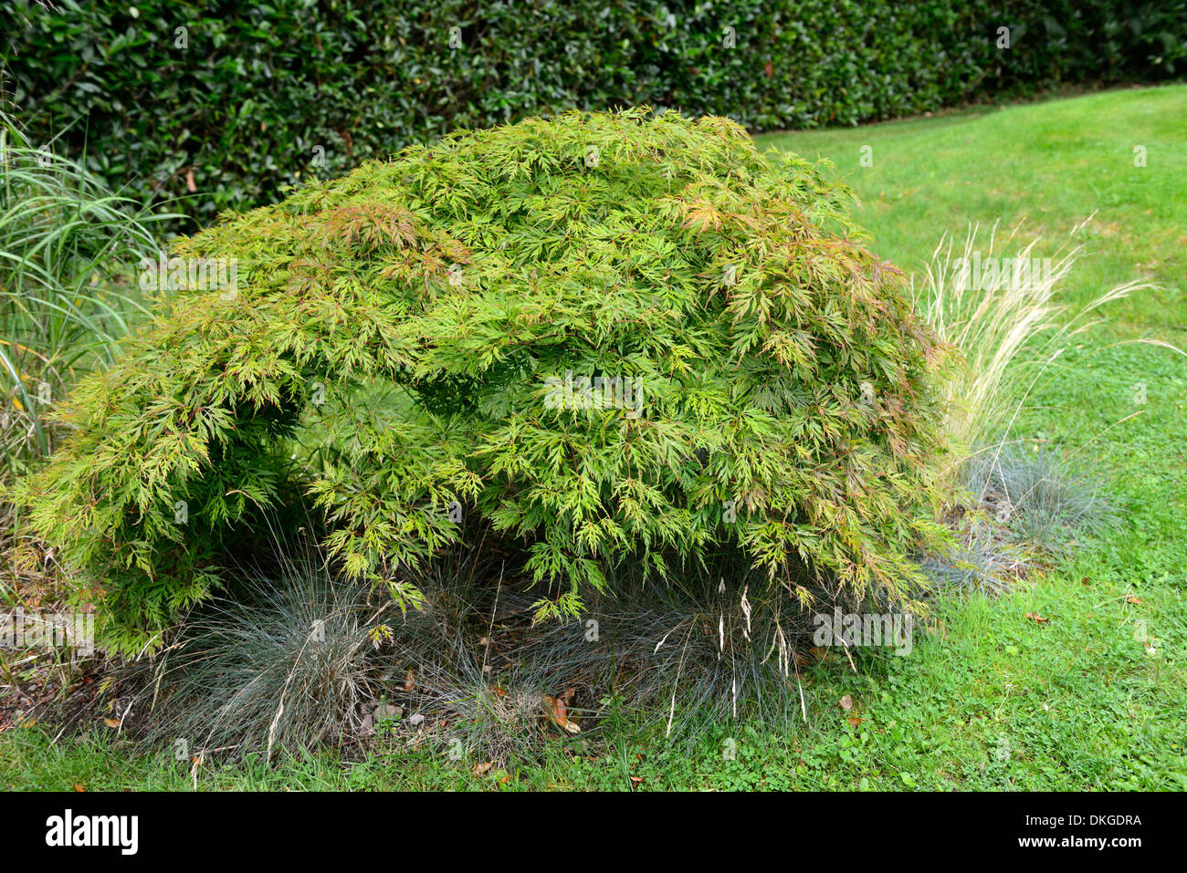 Acer palmatum dissectum verde fogliame lascia aceri giapponesi alberi decidui di piccole dimensioni Foto Stock