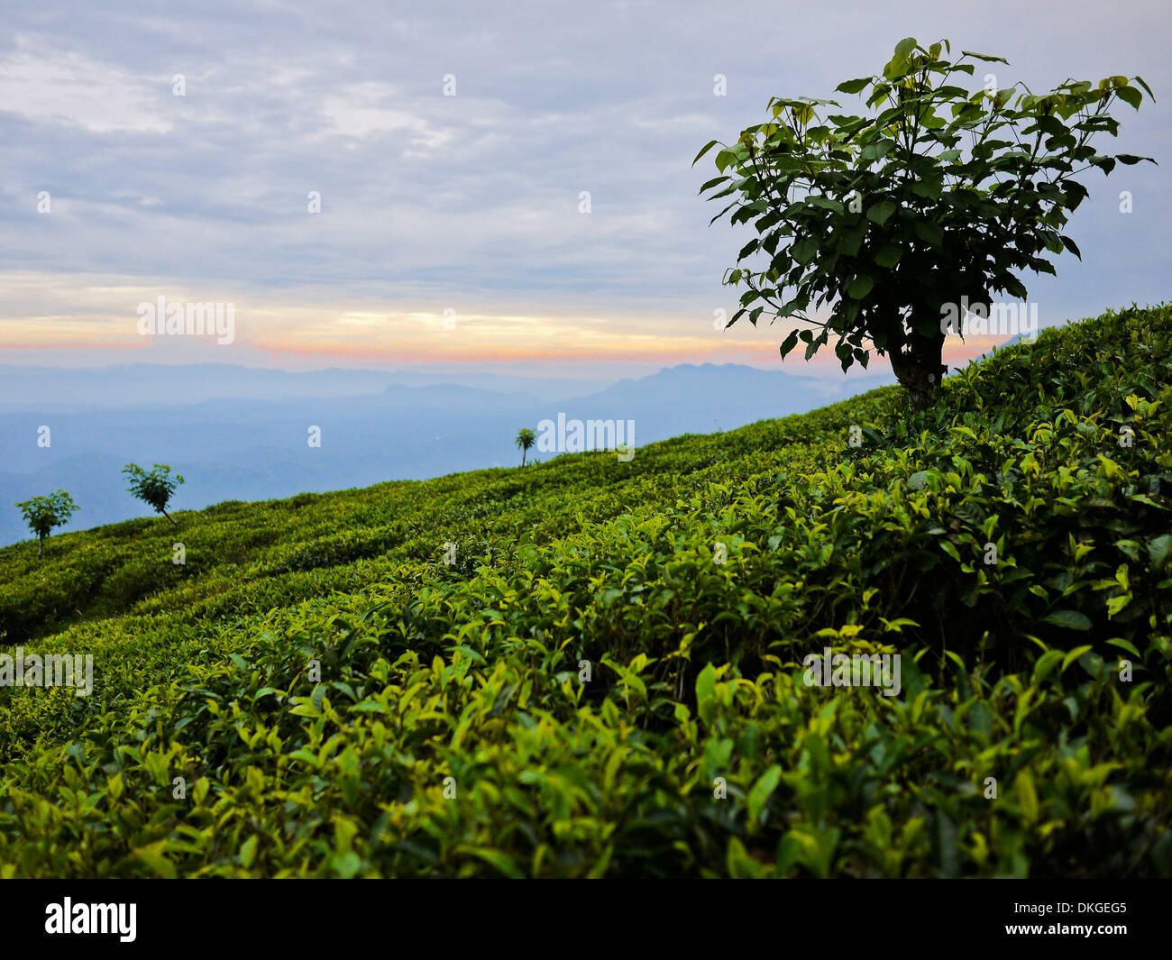 Le piantagioni di tè vicino a Haputale, Sri Lanka Foto Stock