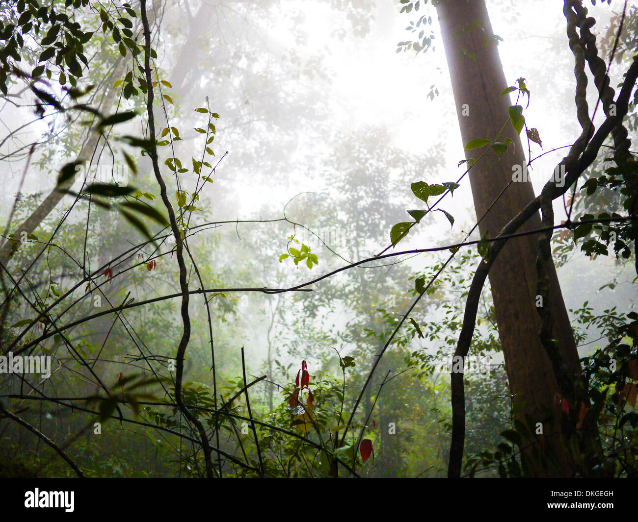 Foresta in Haputale, Sri Lanka Foto Stock