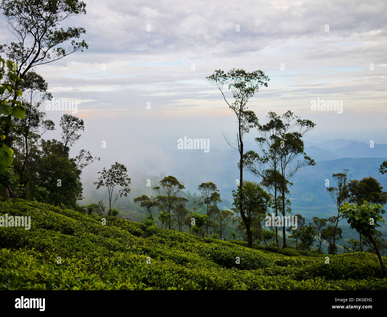 Le piantagioni di tè vicino a Haputale, Sri Lanka Foto Stock