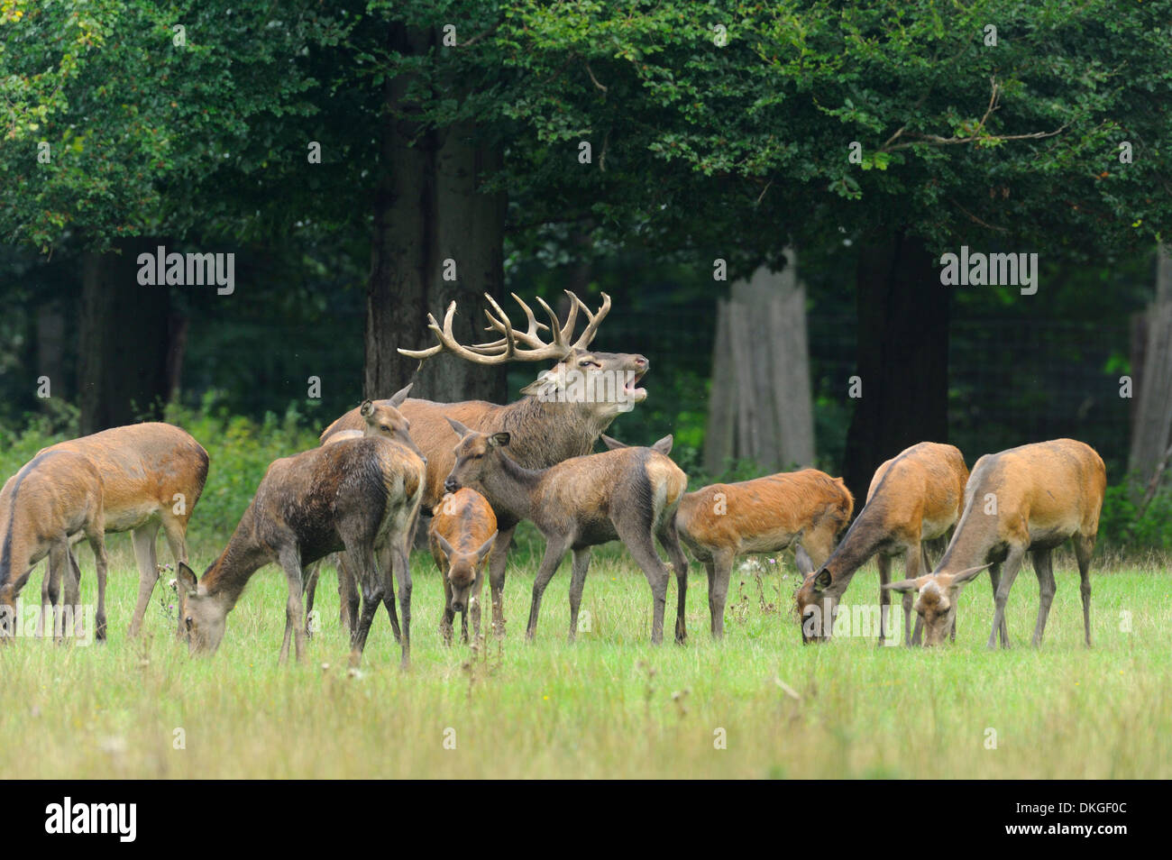 Il cervo (Cervus elaphus) maschio ruggente in un pacco di femmine Foto Stock