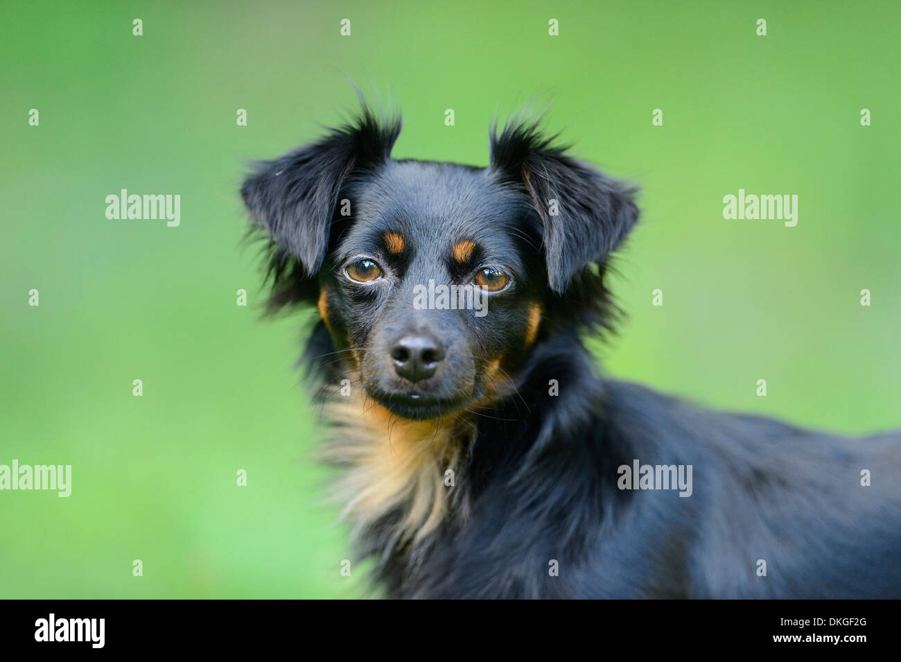 Mixed-cane di razza, ritratto Foto Stock