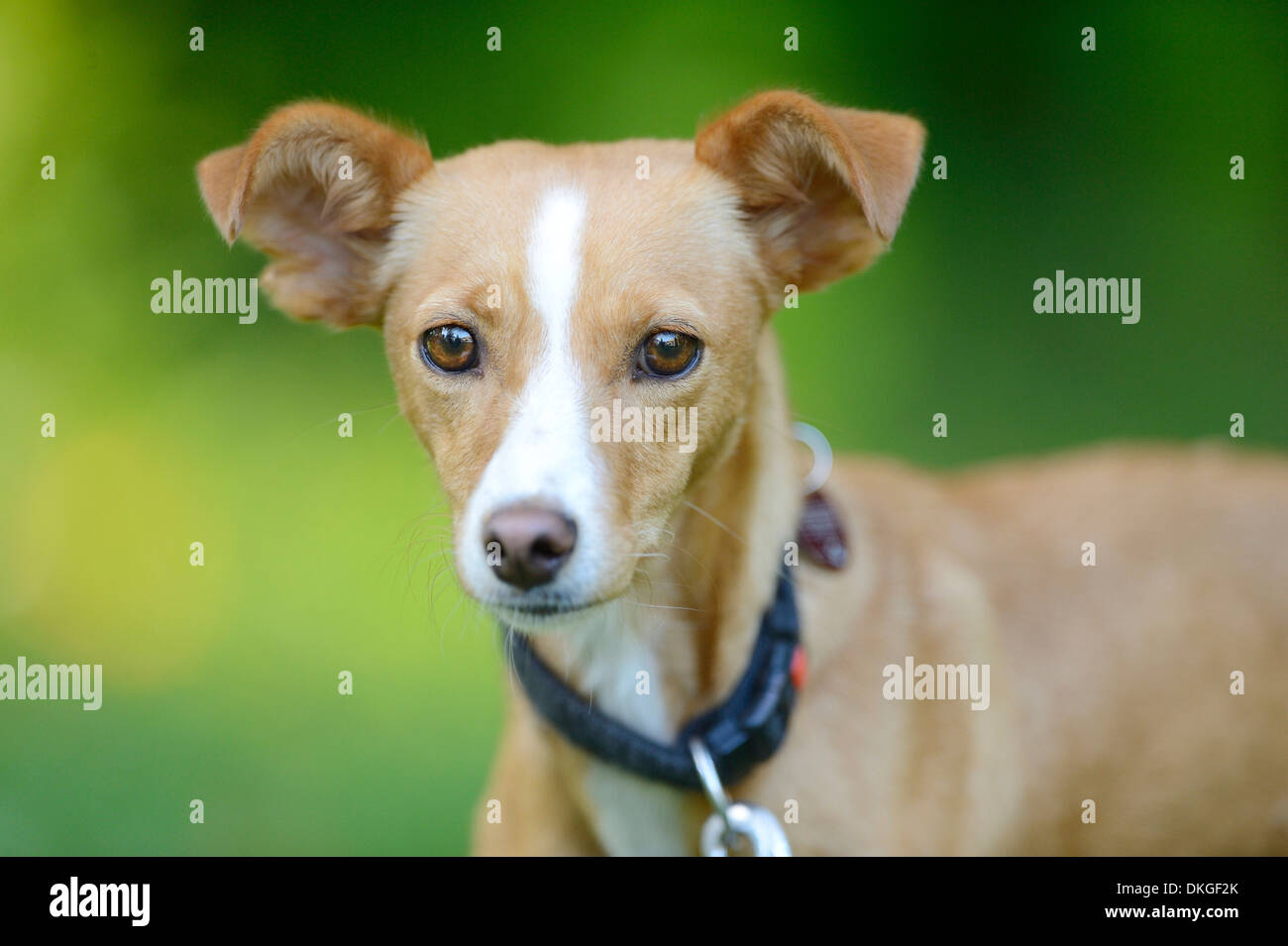 Mixed-cane di razza, ritratto Foto Stock