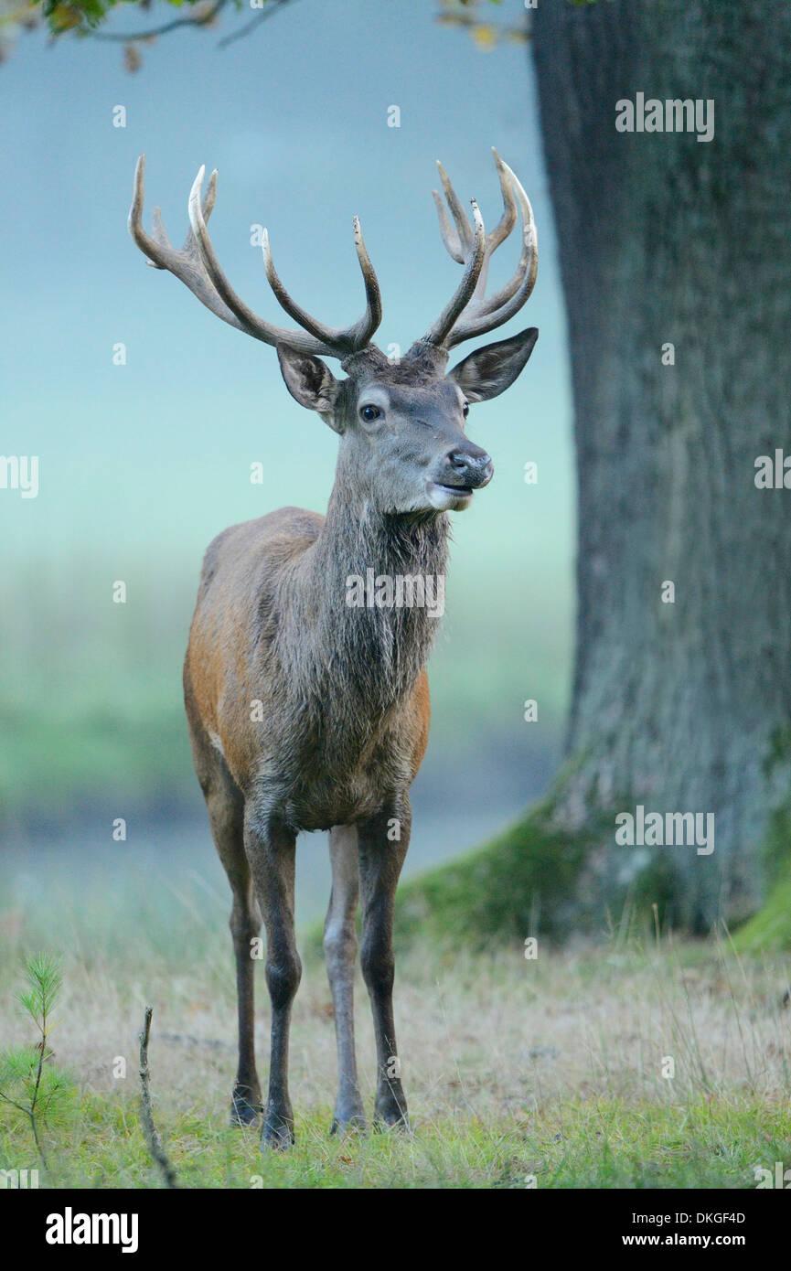 Il cervo (Cervus elaphus) maschio su una mattinata nebbiosa Foto Stock