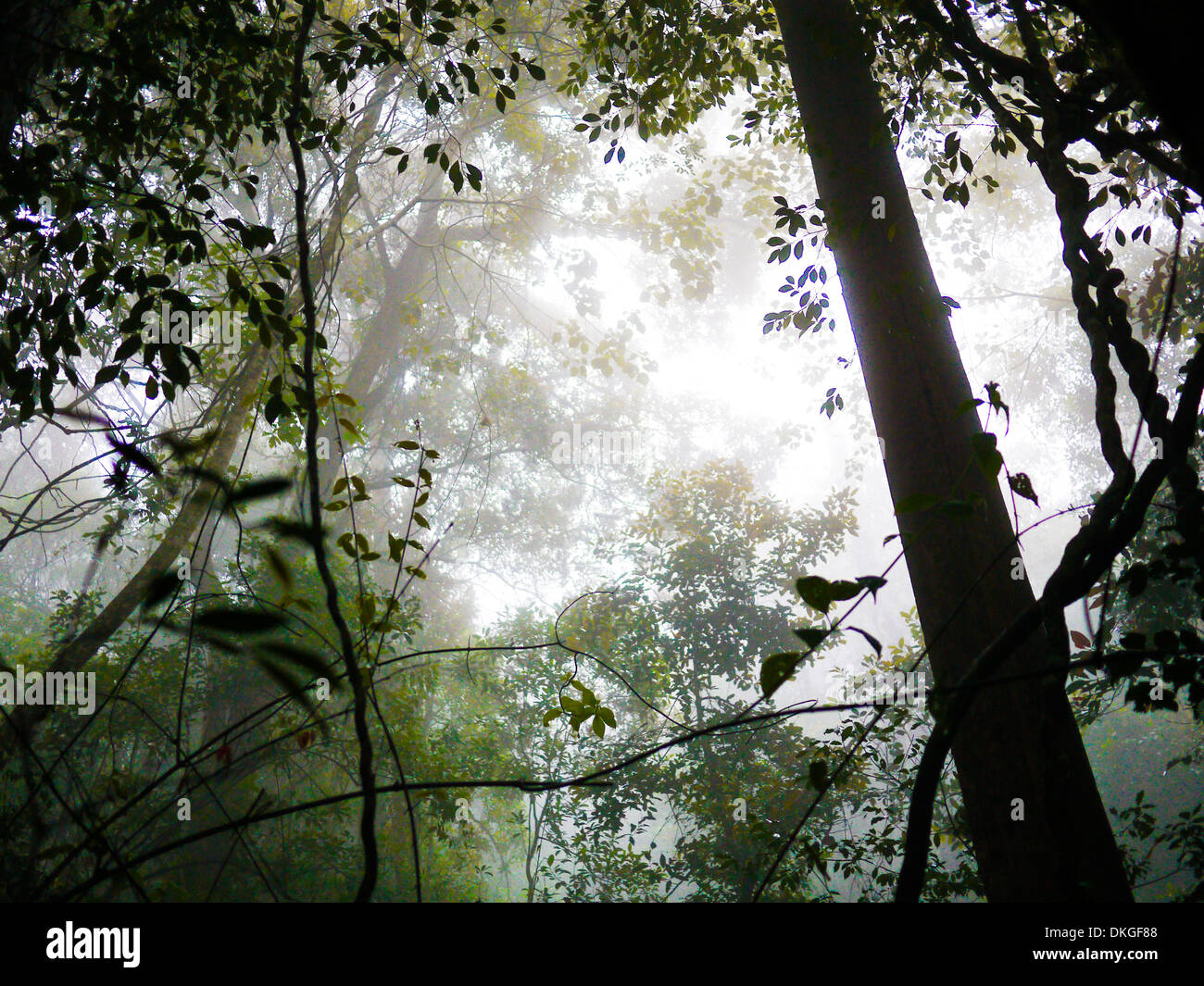 Foresta in Haputale, Sri Lanka Foto Stock