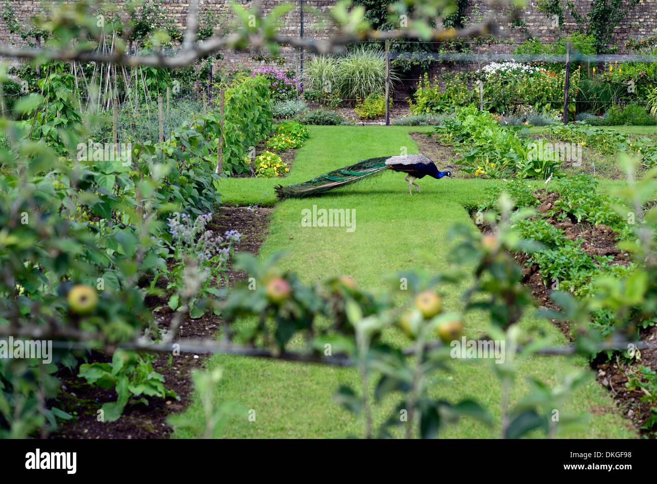 Peacock sul prato tra pleached spalliera cordon apple malus alberi ornamentali cucina walled garden Foto Stock