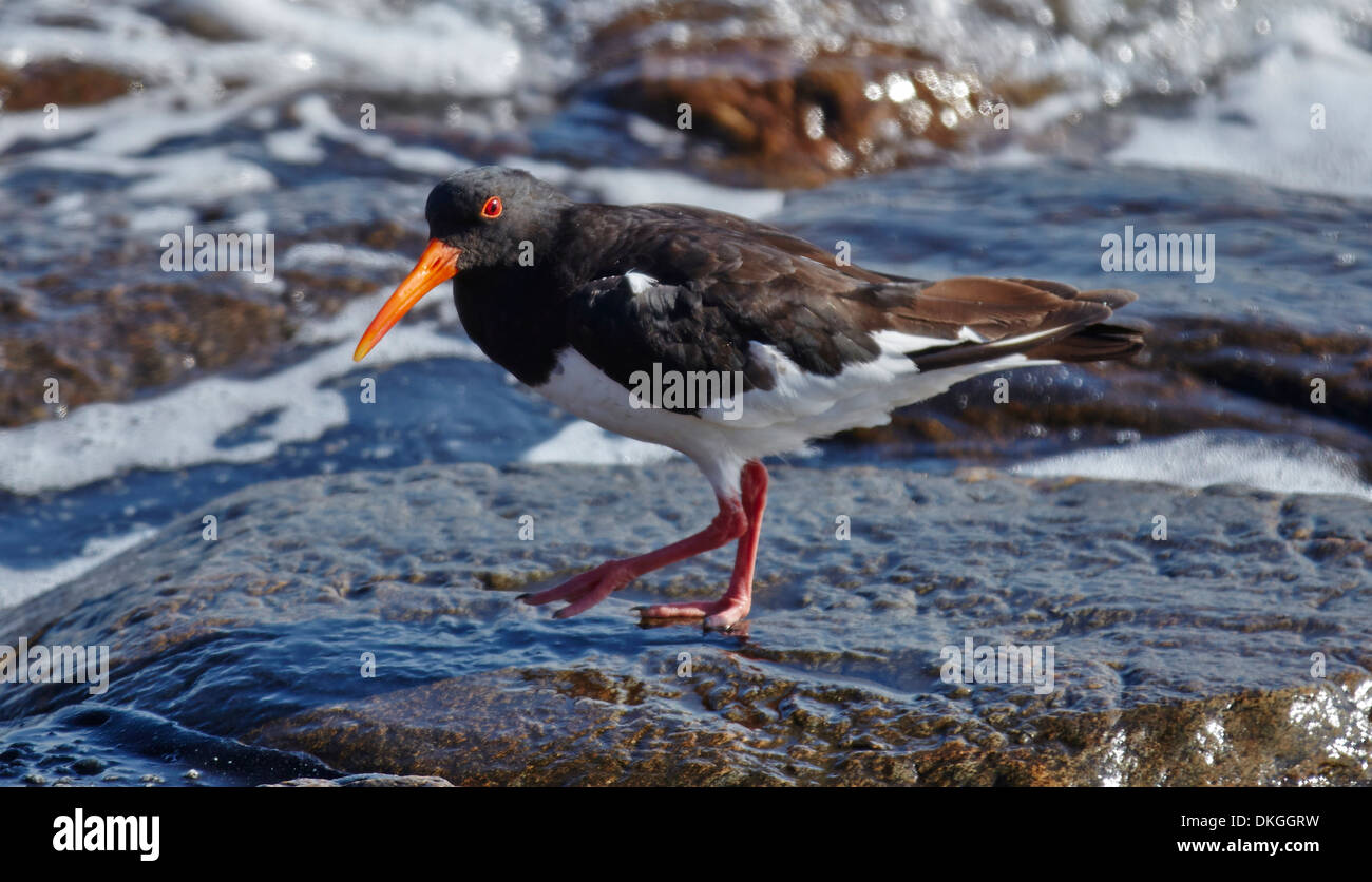 Oystercatcher su pietre in acqua, isola di Pellworm, Germania Foto Stock