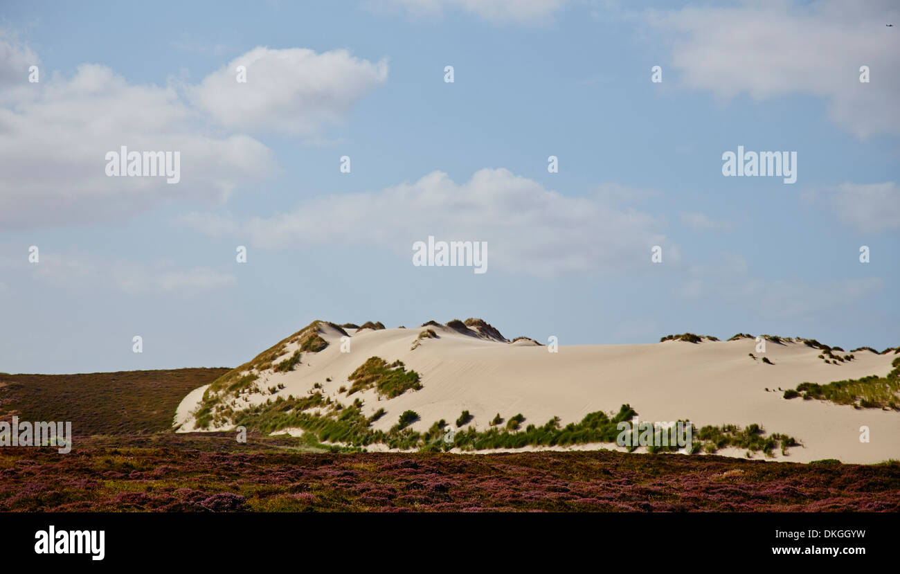 Paesaggio di brughiera e dune di cambio nei pressi di elenco, Sylt, Germania Foto Stock