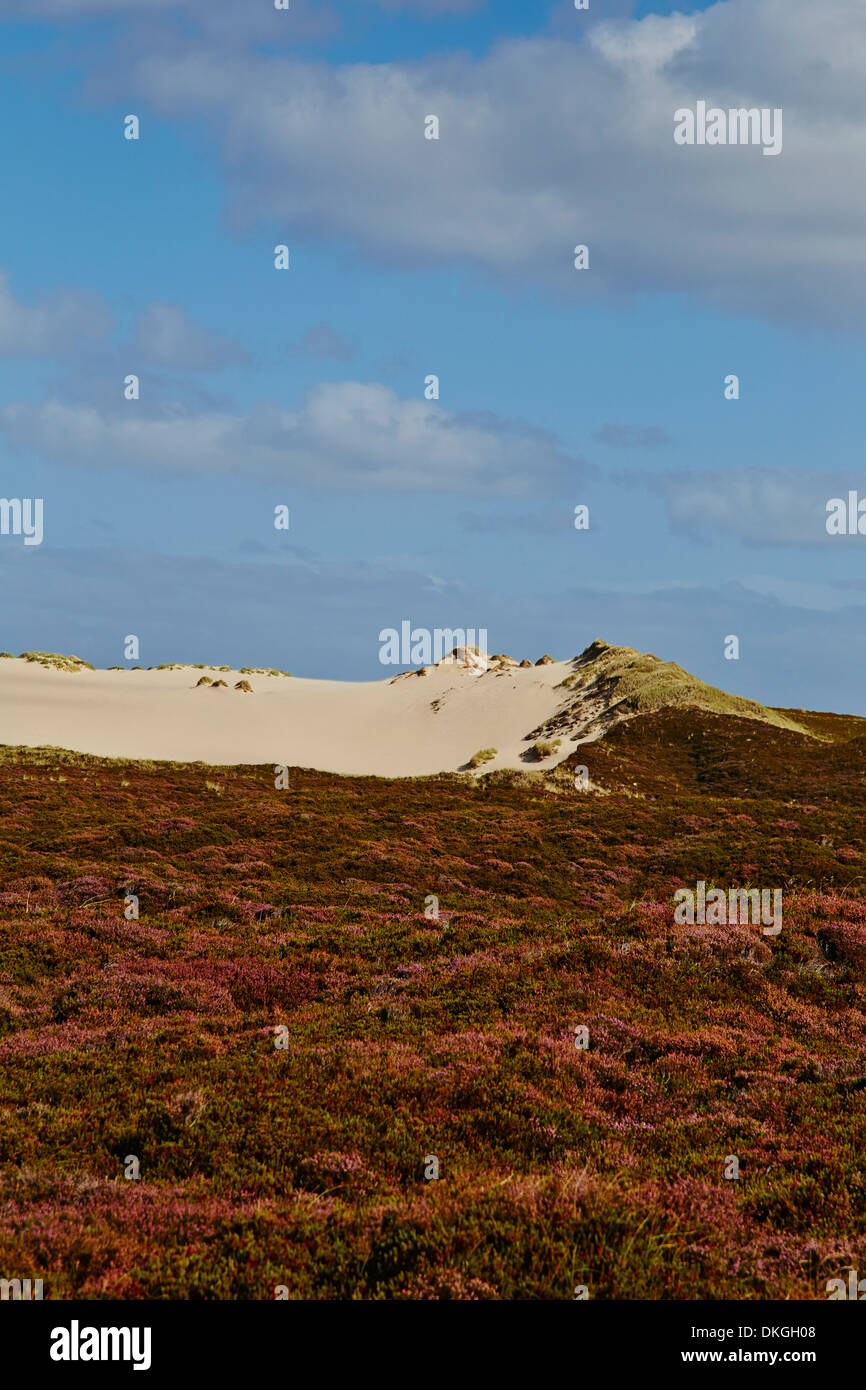 Paesaggio di brughiera e dune di cambio nei pressi di elenco, Sylt, Germania Foto Stock