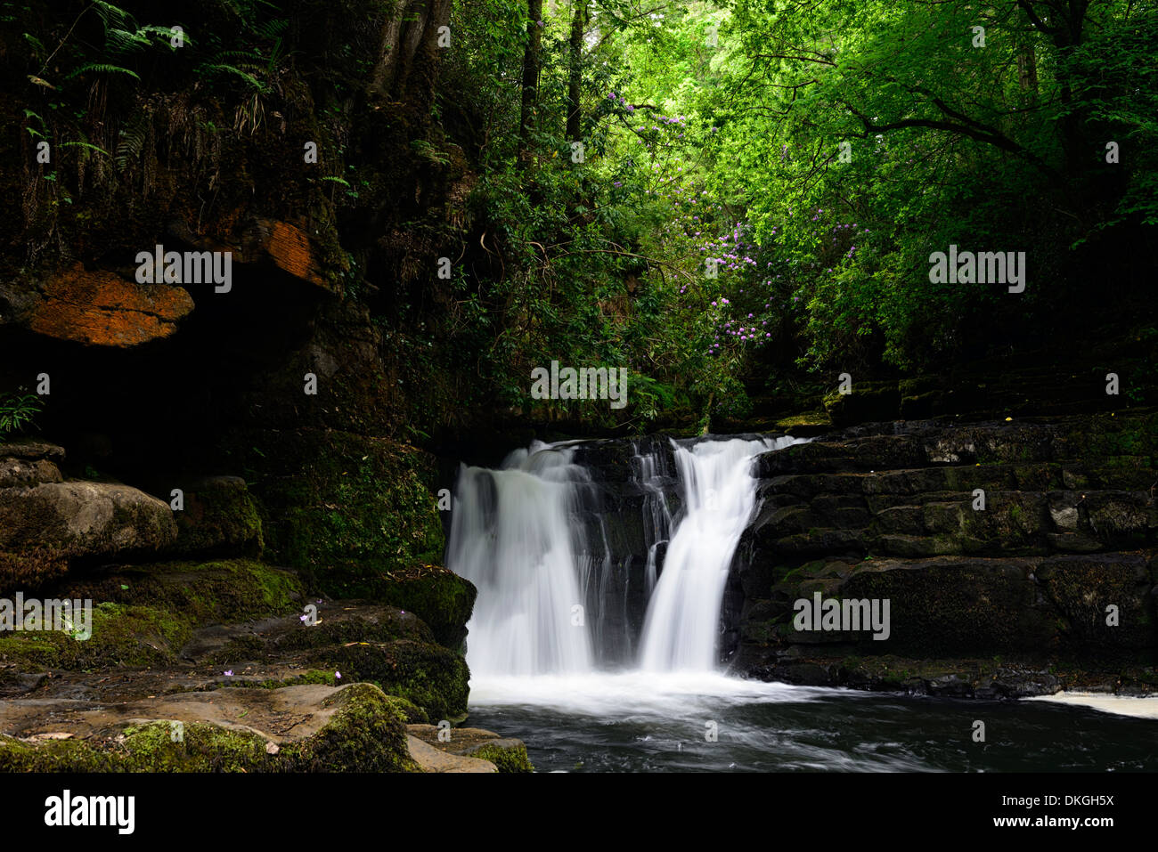 Clare Glens Falls cascate fioritura di rododendro fioritura Clare flusso di fiume che scorre Newport County Tipperary Irlanda Foto Stock