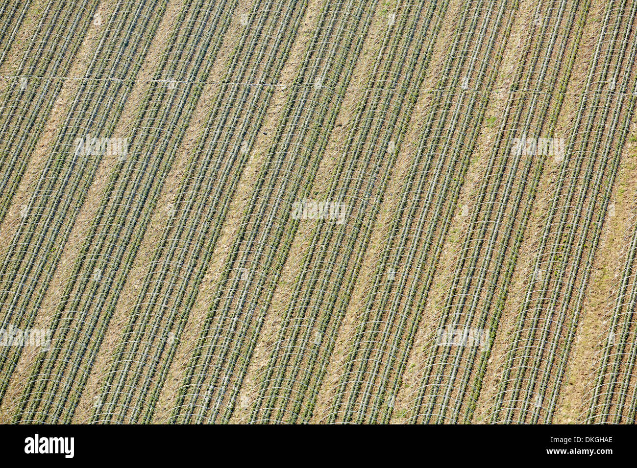 Campo di fragole in Bad Krozingen, Baden-Wuerttemberg, Germania, foto aeree Foto Stock