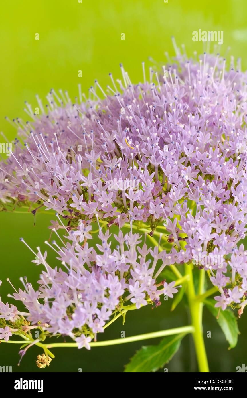 Hamer Pandora, Trachelium caeruleum (Campanulaceae), verticale ritratto di fiori viola con bel al di fuori della messa a fuoco lo sfondo. Foto Stock