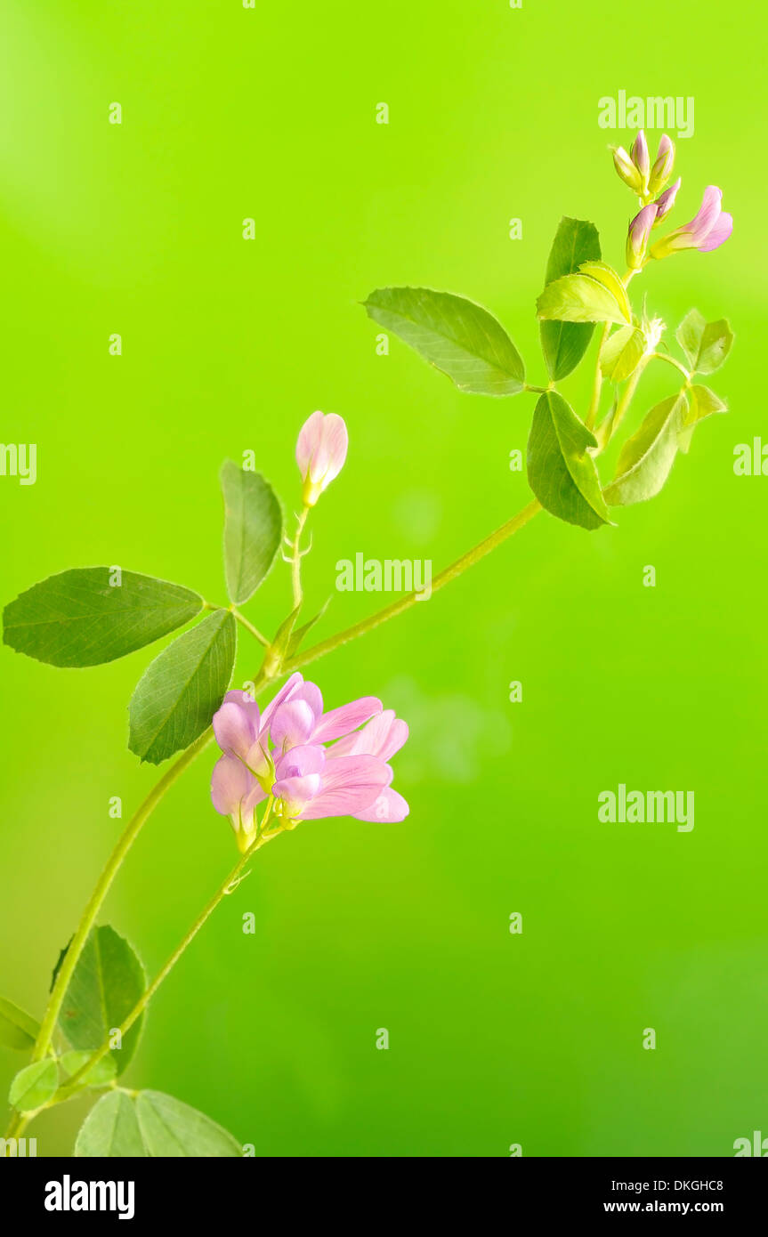 Erba medica, Medicago sativa (Leguminosae, Fabaceae), verticale ritratto di fiore violaceo con bel al di fuori della messa a fuoco lo sfondo. Foto Stock