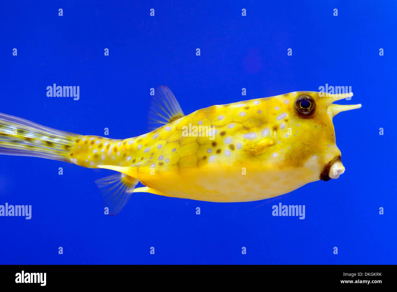 Longhorn cowfish Lactoria cornuta pesce giallo sfondo blu a contrasto di colore contrastante colore i colori Foto Stock