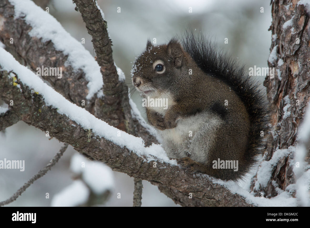 Uno scoiattolo rosso (Tamiasciurus hudsonicus) pone su un pino durante l'inverno, Missoula, Montana Foto Stock