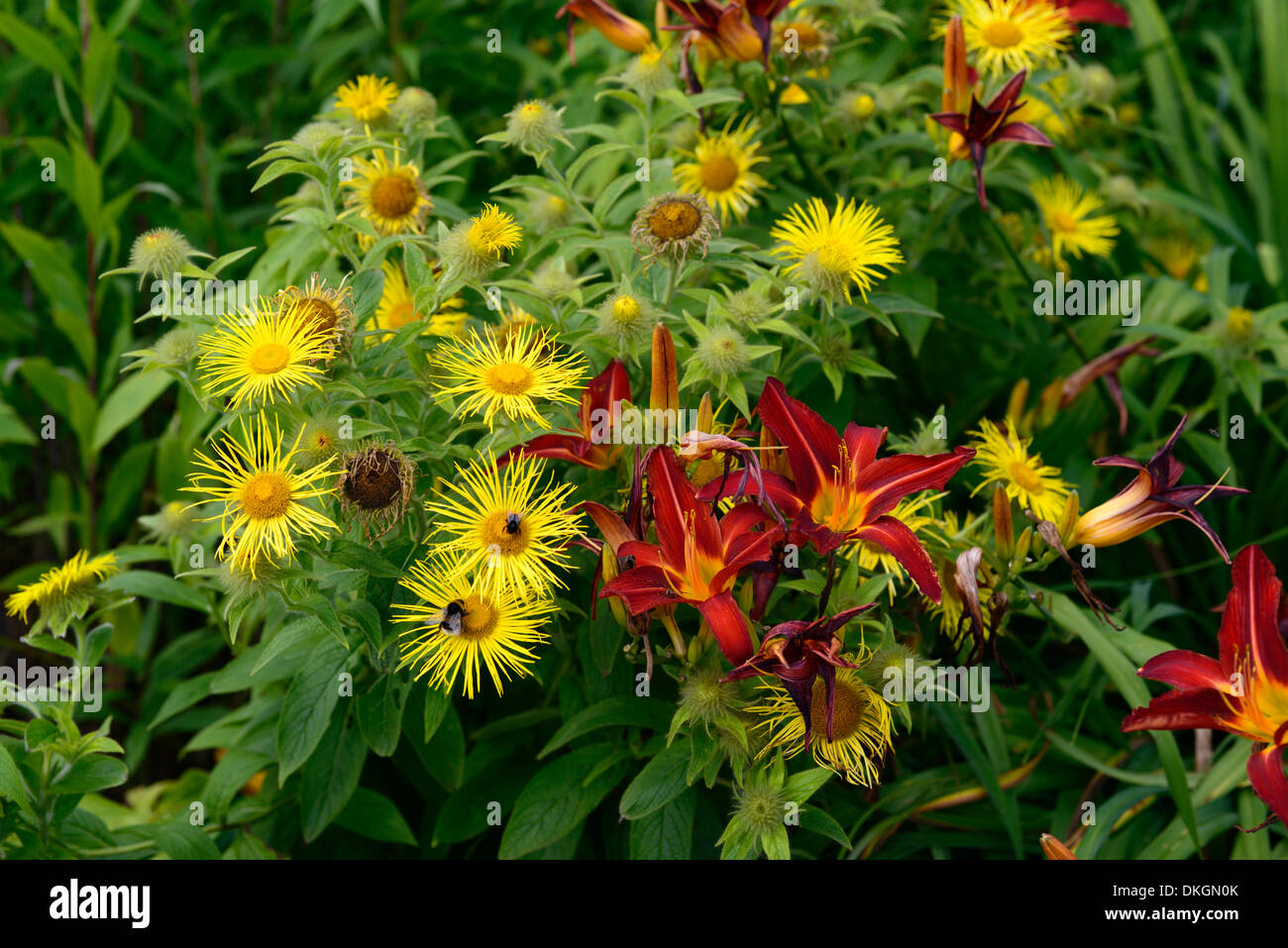 Silphium perfoliatum fiori di giallo e arancione marrone hemerocallus Foto Stock