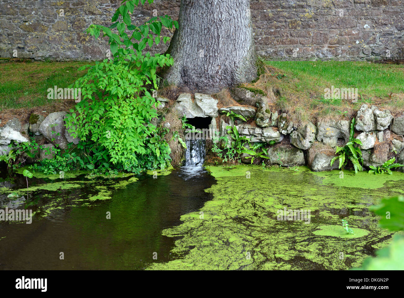 Flusso che scorre attraverso il flusso in sotto la base della quercia funzione acqua giardino di stagno Foto Stock