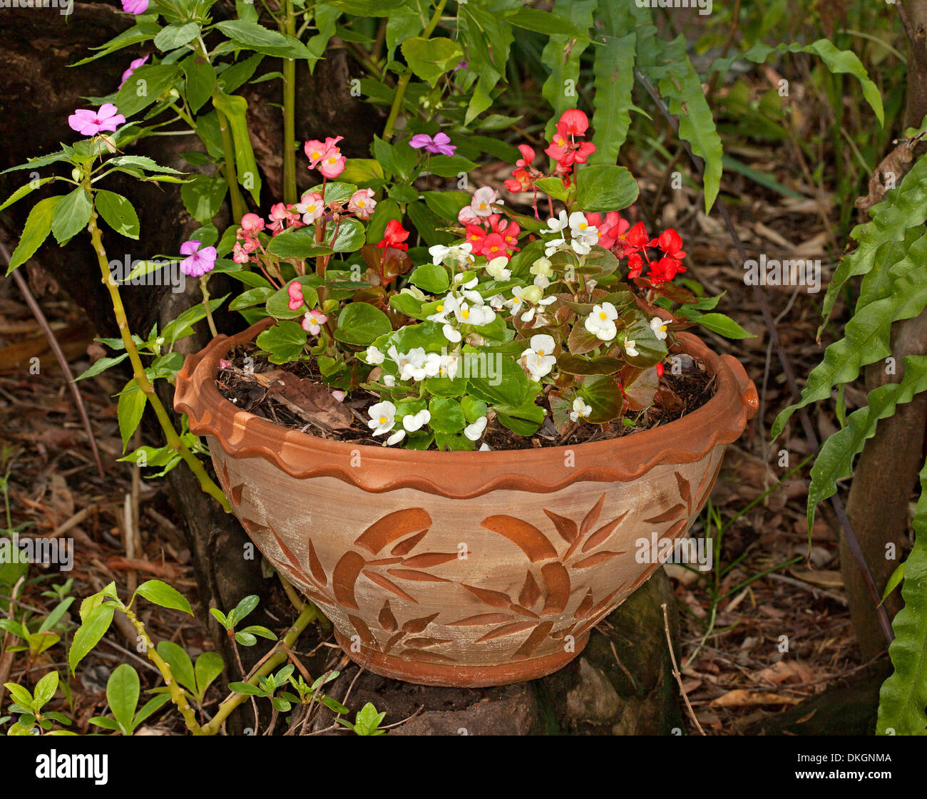 Biancheria da letto begonie - rosso, rosa e bianco varietà - in grande rilievo decorativo contenitore in terracotta / pot Foto Stock