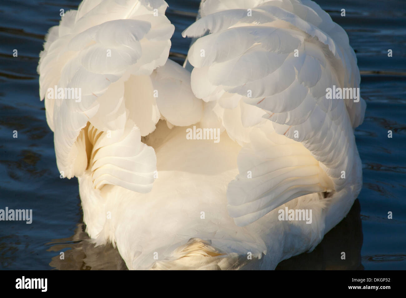 Un cigni ali, sollevato per mostrare molte piume Foto Stock