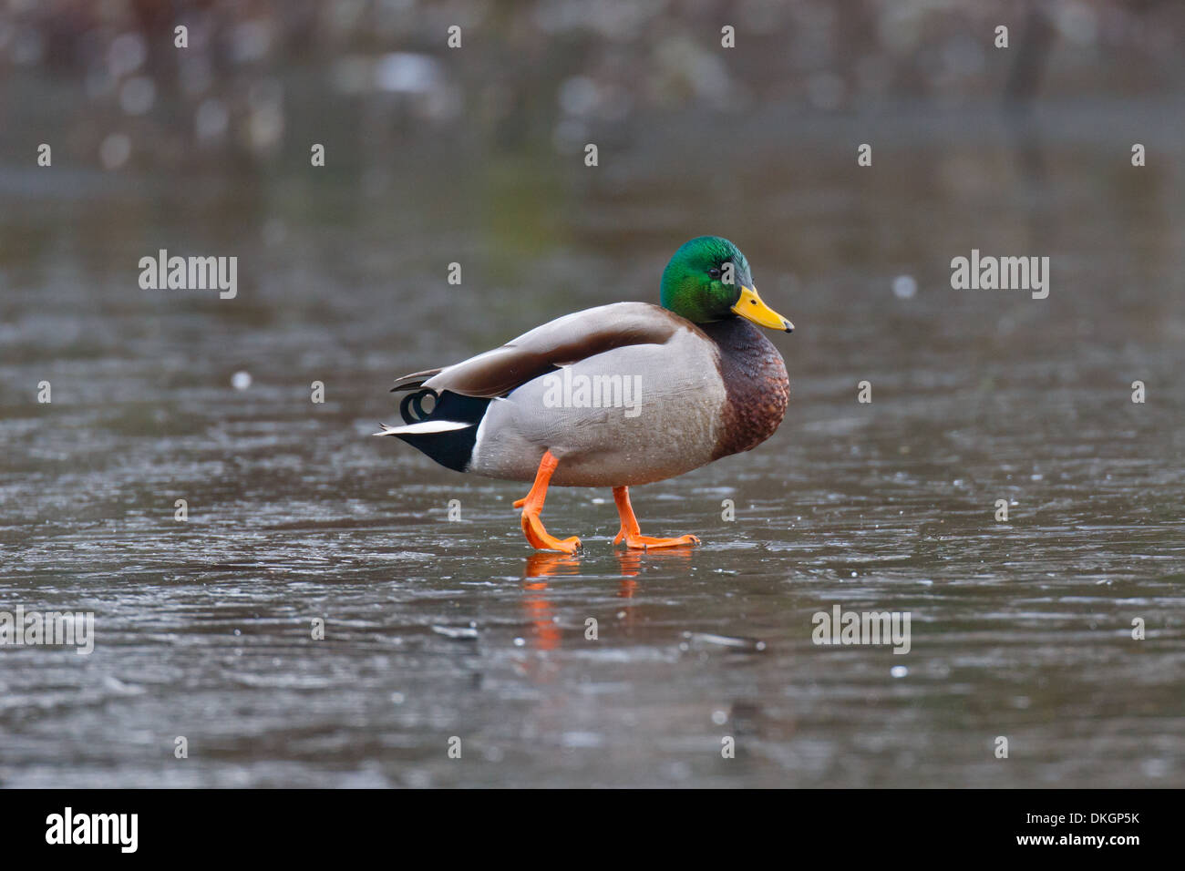 Un maschio singolo Mallard duck sul ghiaccio sottile in un laghetto congelato Foto Stock