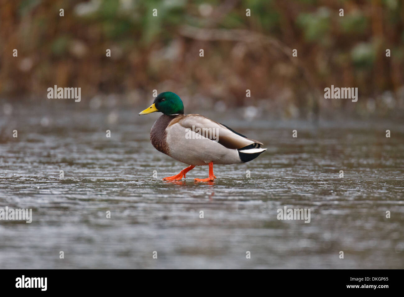 Un maschio singolo Mallard Duck camminando sul ghiaccio sottile in un stagno Foto Stock