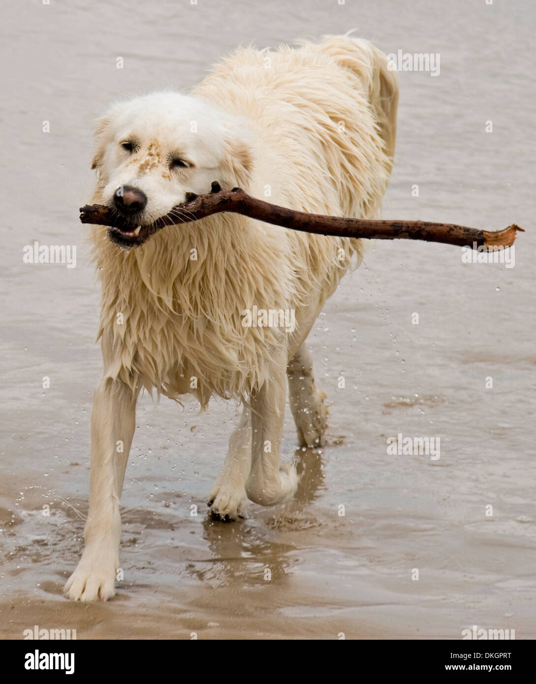 Grande cane bianco sulla spiaggia, gocciolamento con acqua e con bastone in bocca dopo il fetch stick generata dal mare Foto Stock