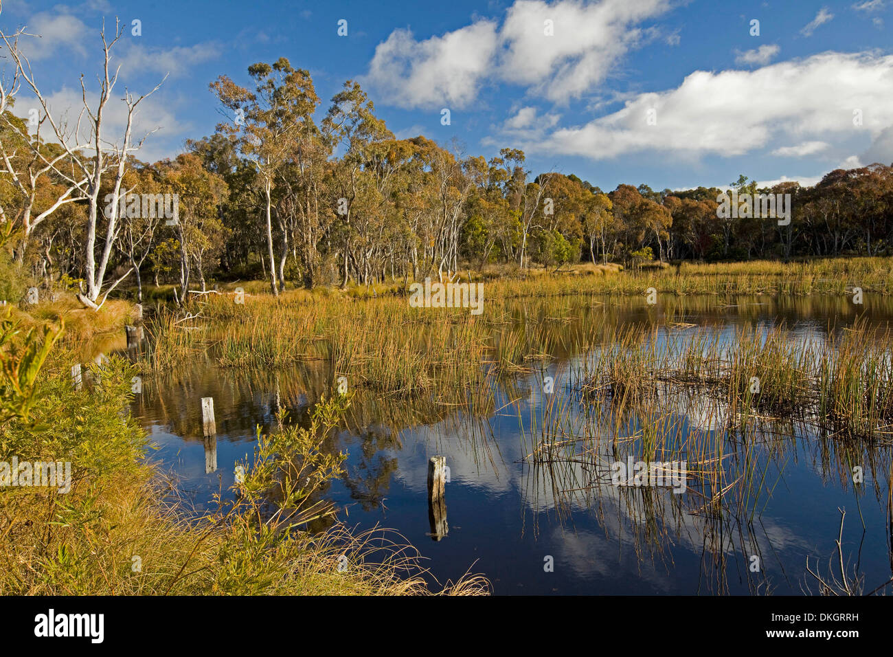 Paesaggio di cielo blu / nuvole e foreste riflessa nella calma reed orlata di acqua di lago / serbatoio vicino Emmaville NSW Australia Foto Stock