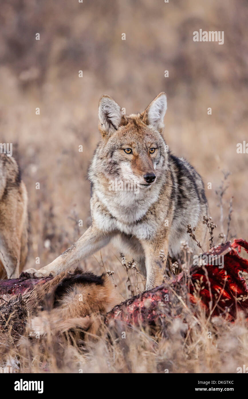 Coyote (Canis latrans) alimentazione su una carcassa di alce nel Parco Nazionale delle Montagne Rocciose, Colorado, STATI UNITI D'AMERICA Foto Stock