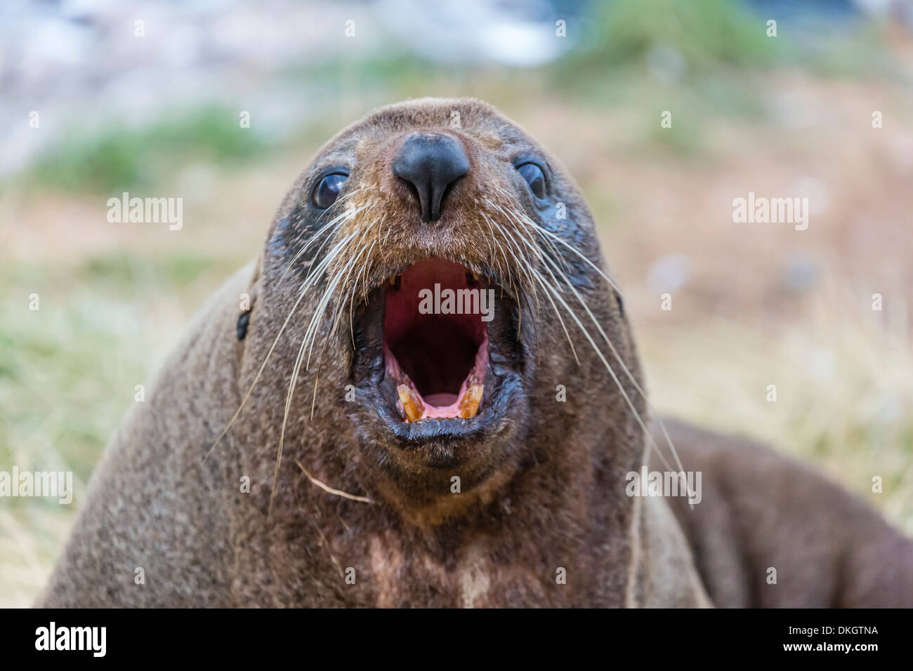 Nuova Zelanda pelliccia sigillo (Arctocephalus forsteri) tirata fuori vicino a Dunedin, South Island, in Nuova Zelanda, Pacific Foto Stock