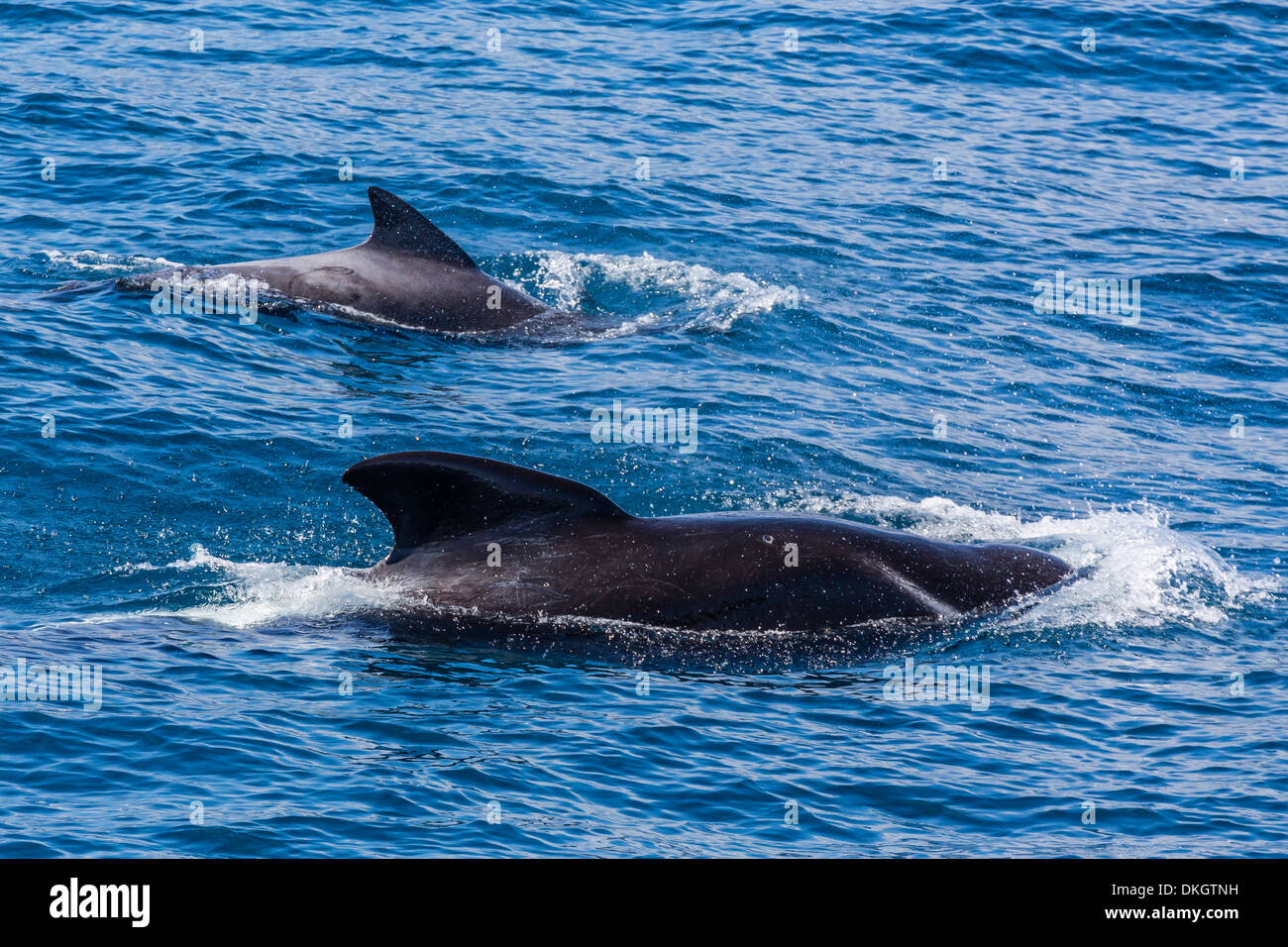 Adulto di sesso maschile e femminile alalonga balene pilota (Globicephala melas), offshore nei pressi di Doubtful Sound, Isola del Sud, Nuova Zelanda Foto Stock