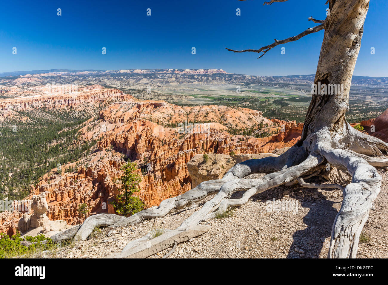 Bryce Canyon anfiteatro dal punto di Bryce, Parco Nazionale di Bryce Canyon, Utah, Stati Uniti d'America, America del Nord Foto Stock