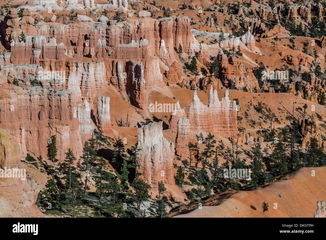 Hoodoo formazioni rocciose nel Bryce Canyon anfiteatro, parco nazionale di Bryce Canyon, Utah, Stati Uniti d'America, America del Nord Foto Stock