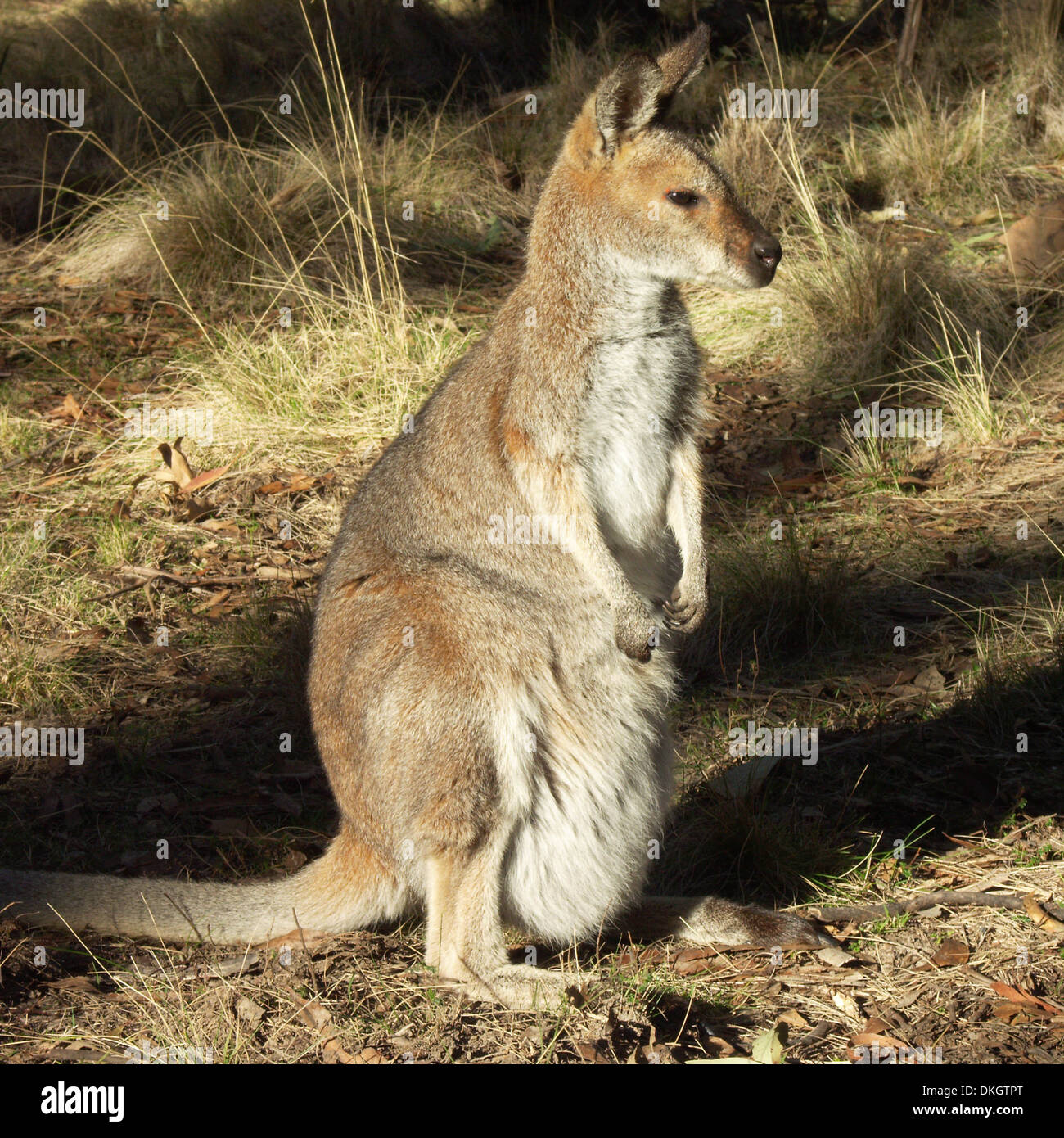 Collo rosso wallaby, Macropus rufogriseus con joey nel sacchetto in wild in Coolah Tops National Park NSW Australia Foto Stock